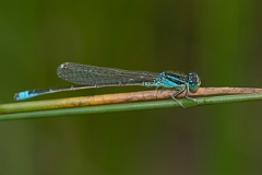 David Plant Photography - Wildlife Photography - Scarce blue-tailed damselfly - A